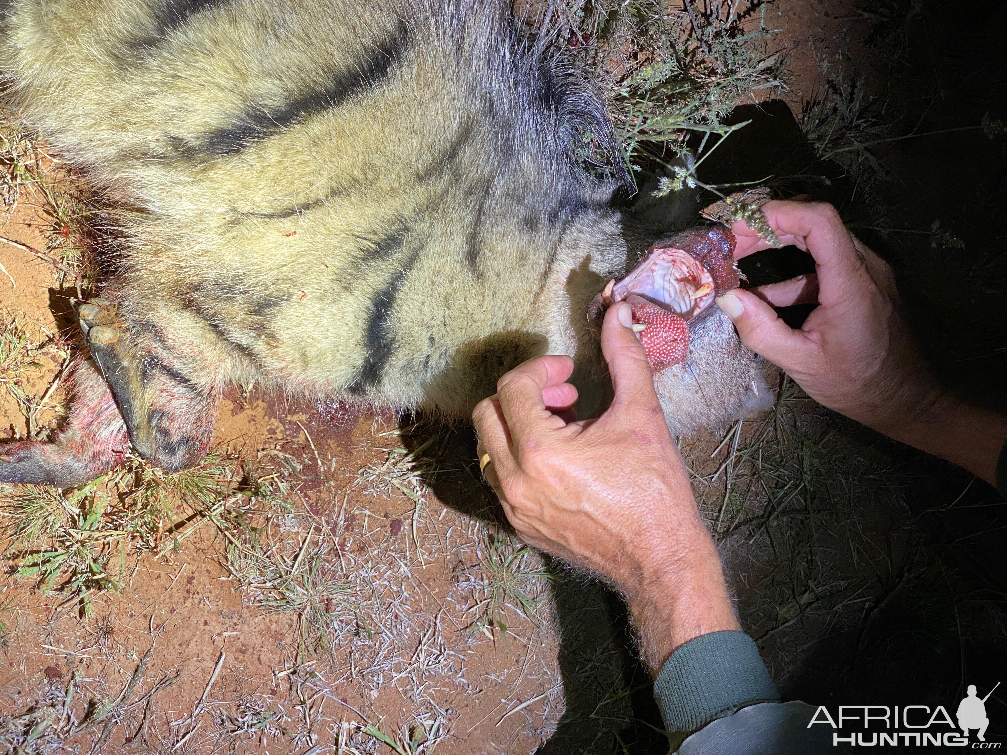 Aardwolf Night Hunting