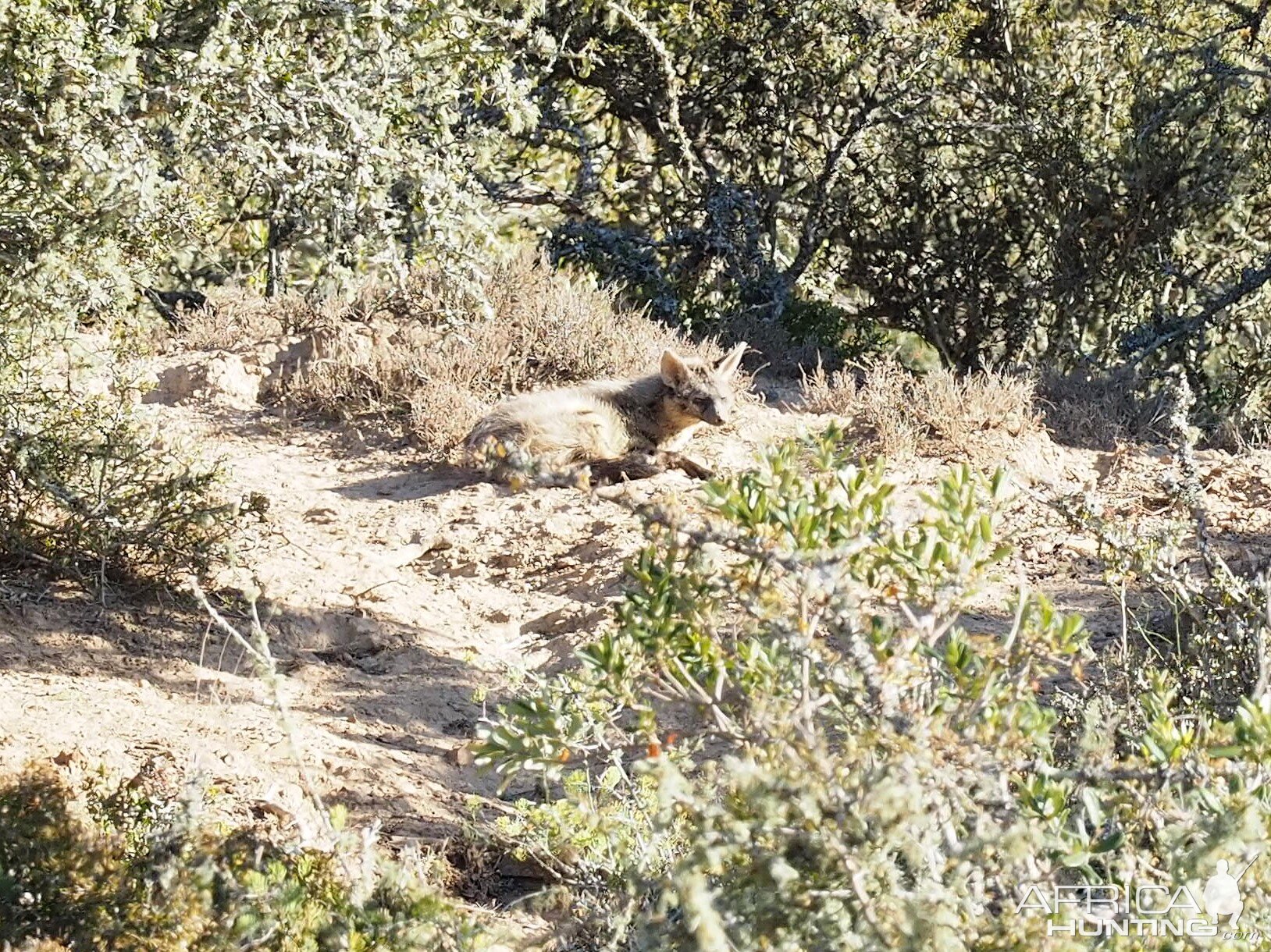 Aardwolf South Africa