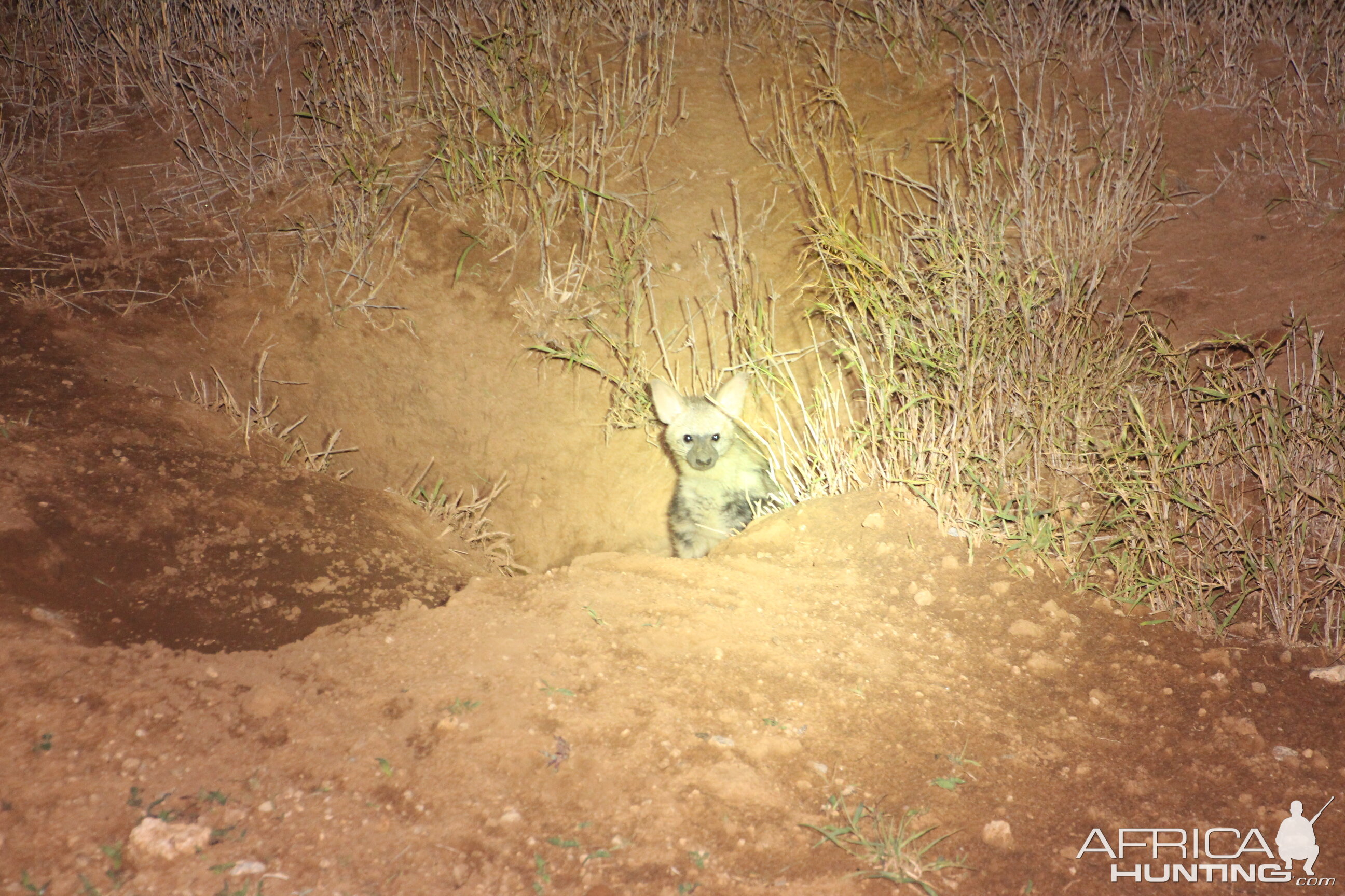 Aardwolf