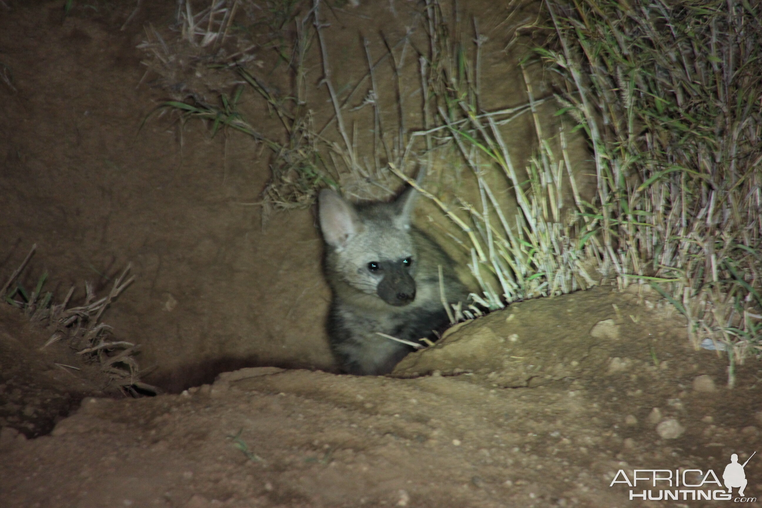 Aardwolf