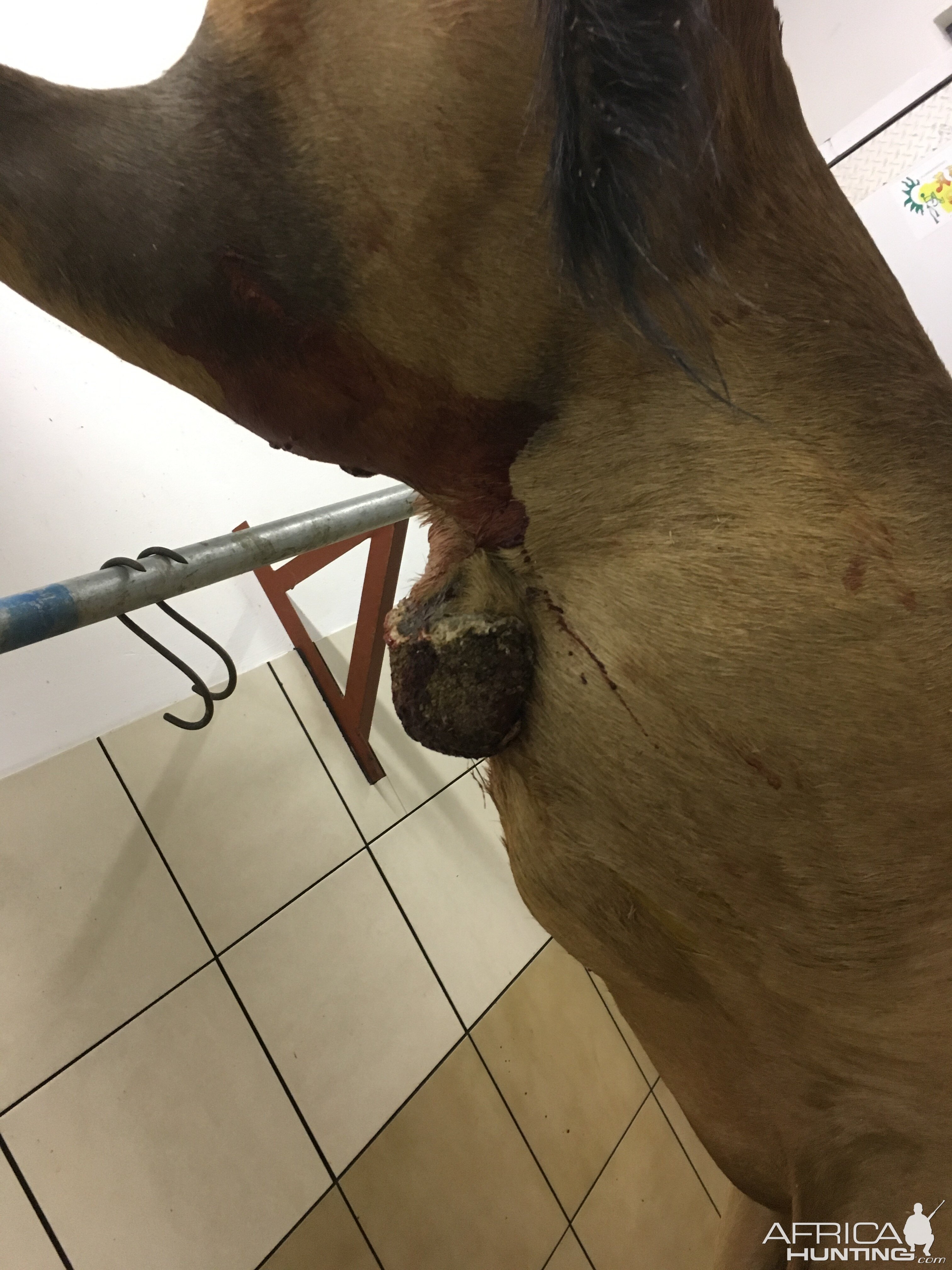 Abdominal Injury Red Hartebeest