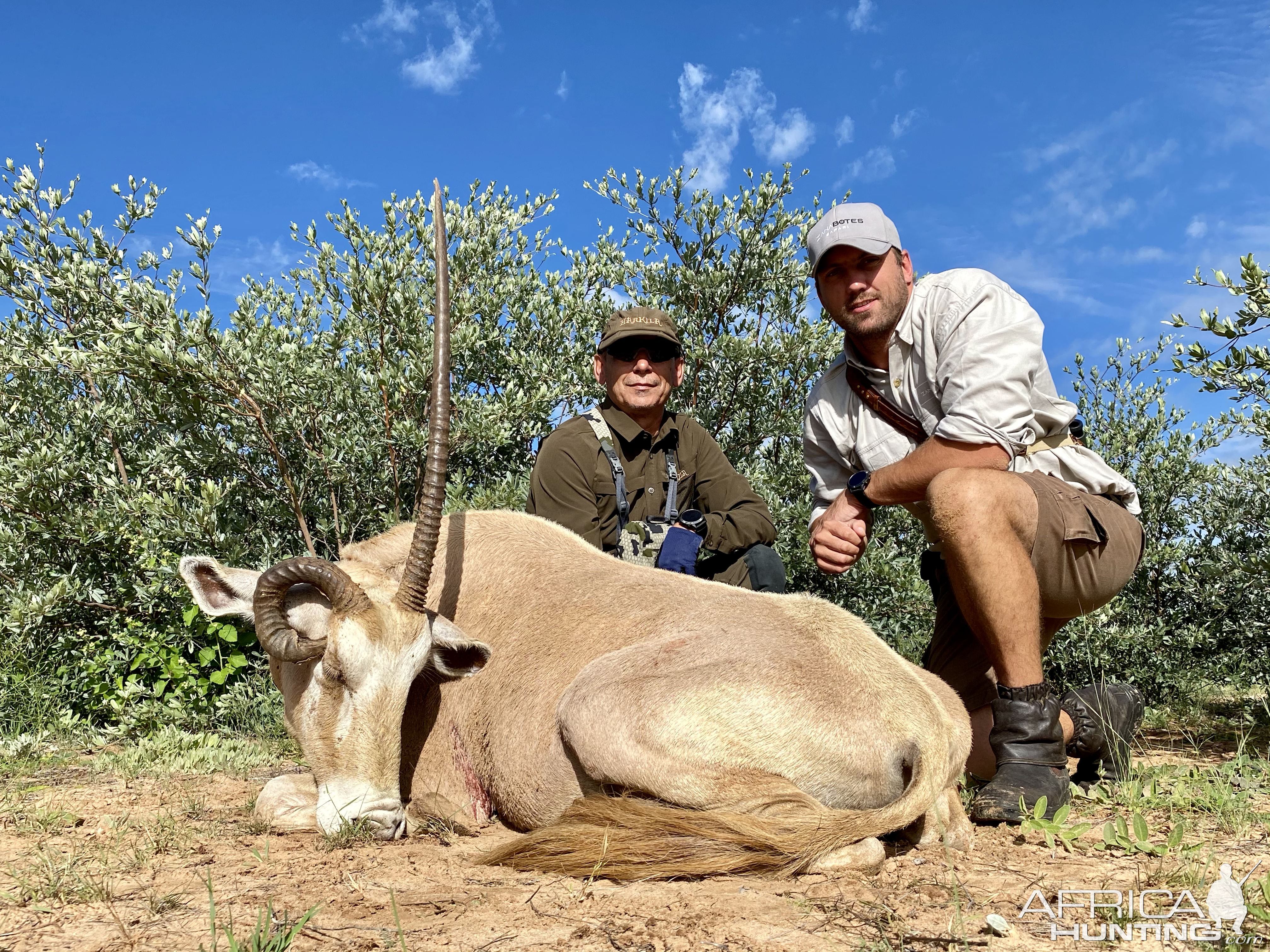 Abnormal Golden Gemsbok Hunt Namibia