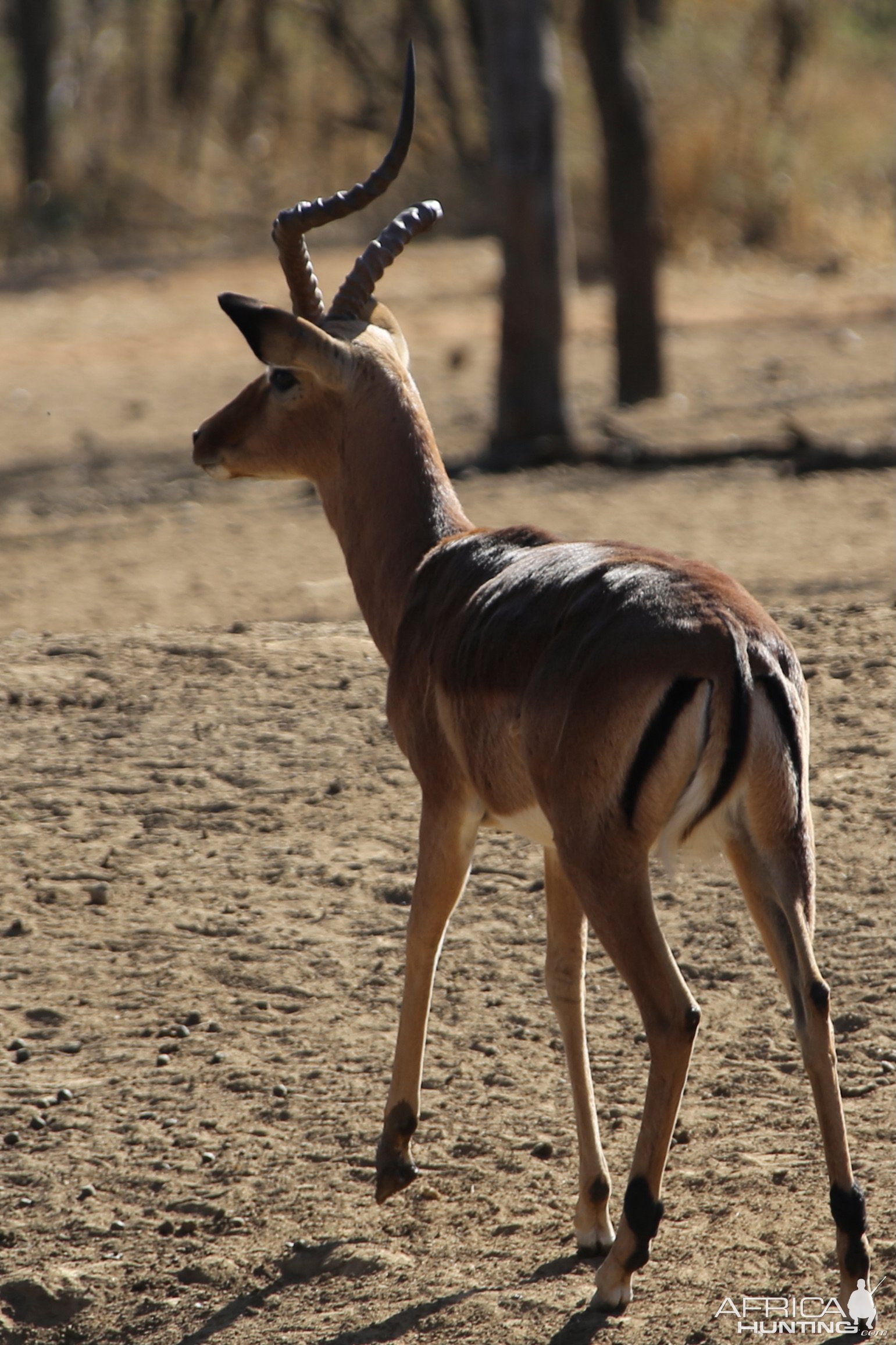 Abnormal Impala South Africa