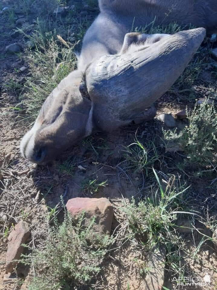 Abnormal Kudu Trophy