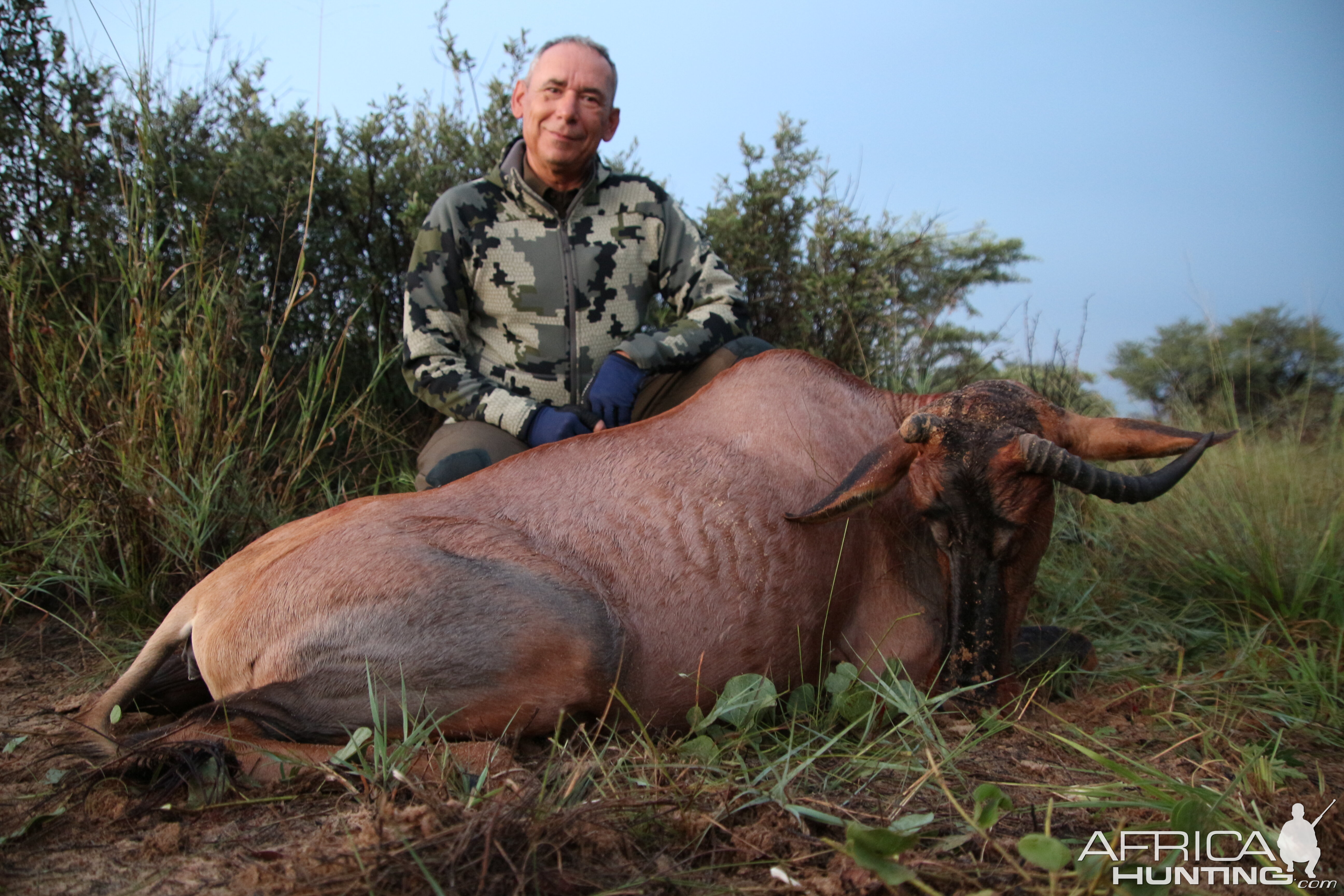 Abnormal Tsessebe Hunt Namibia