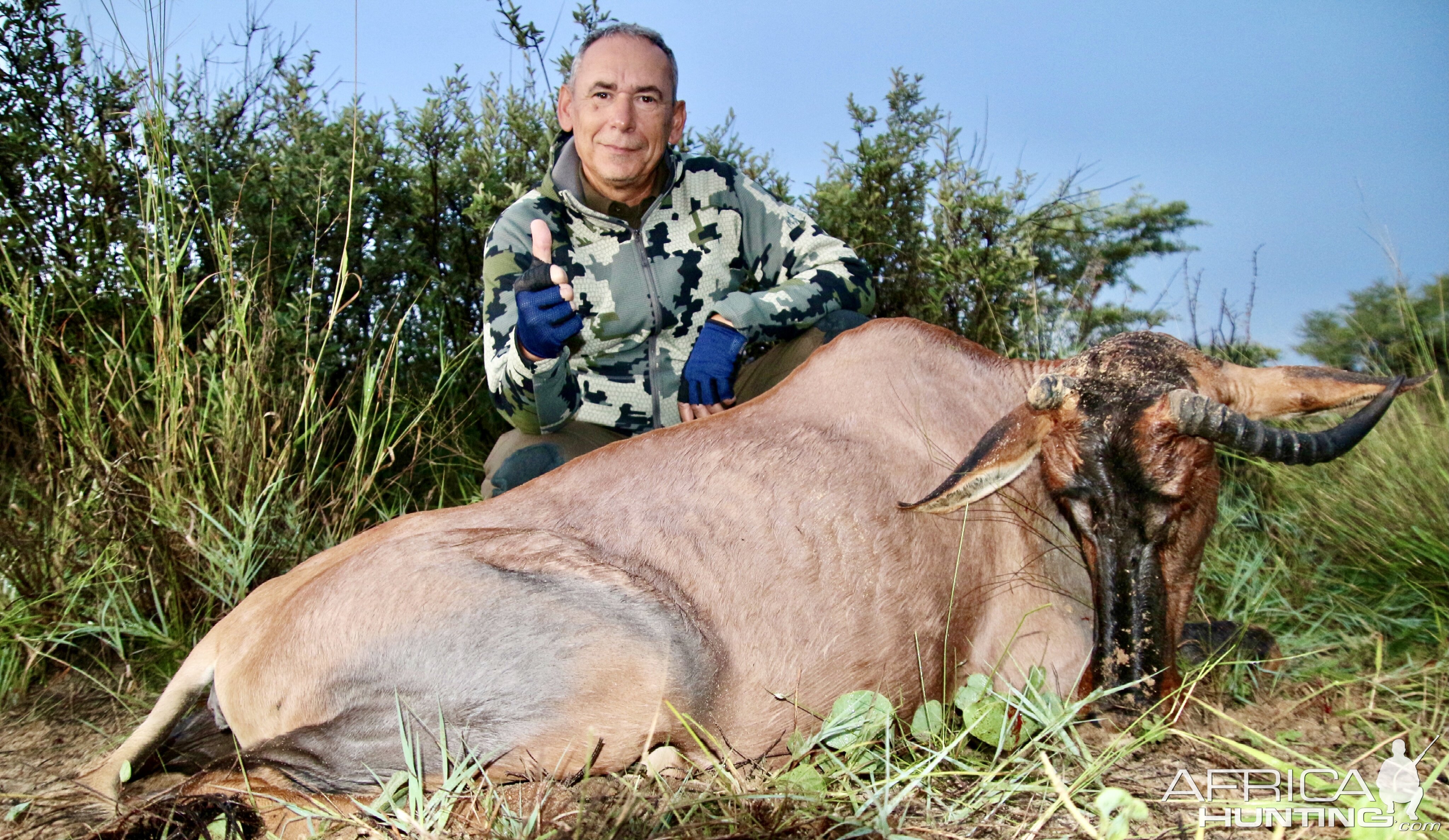 Abnormal Tsessebe Hunt Namibia