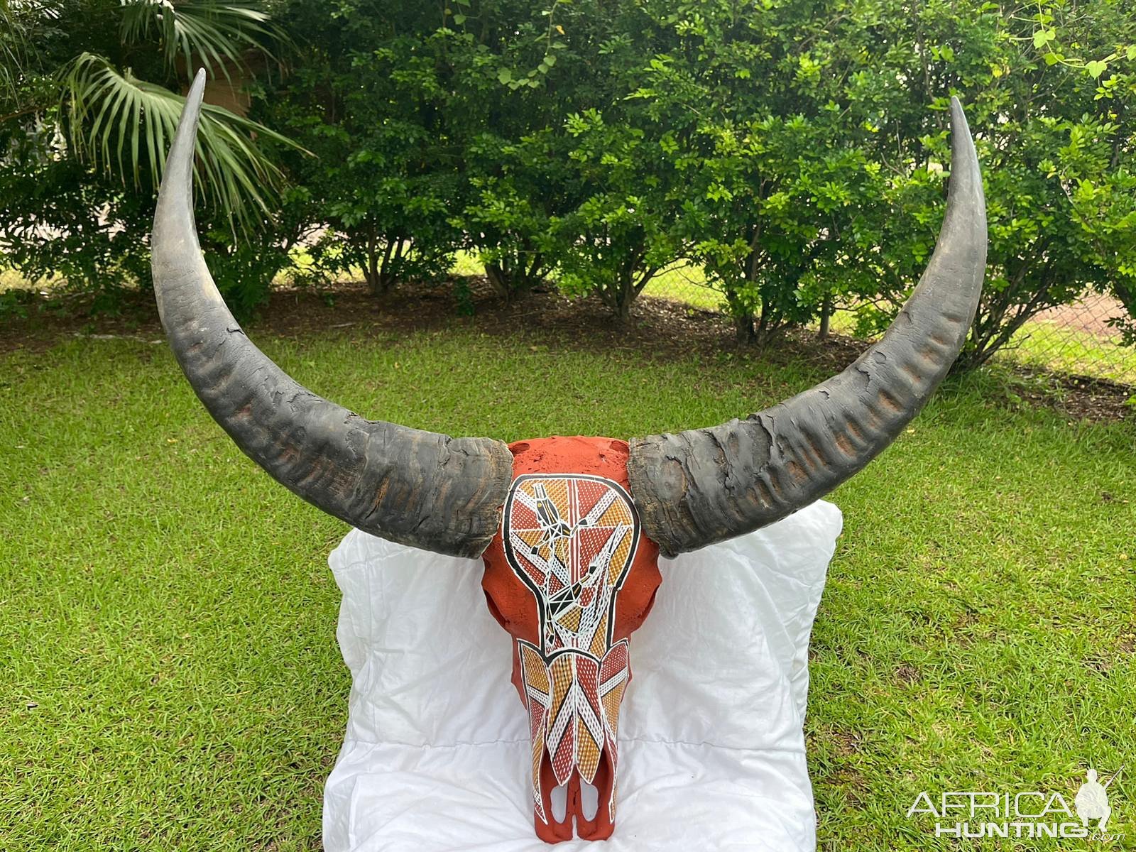 Aboriginal Painted Water Buffalo Skull Taxidermy