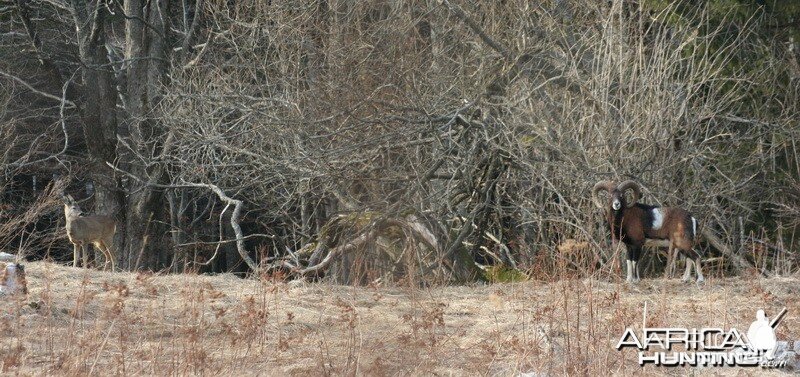 Accidental meeting, young roe deer buck and mouflon, Croatia