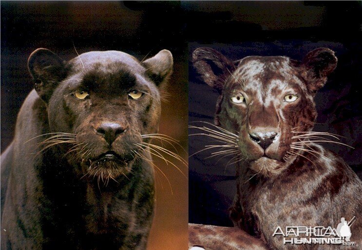 Actual Male Black Leopard (left) - Actual Mounted Female Black Leopard (rig