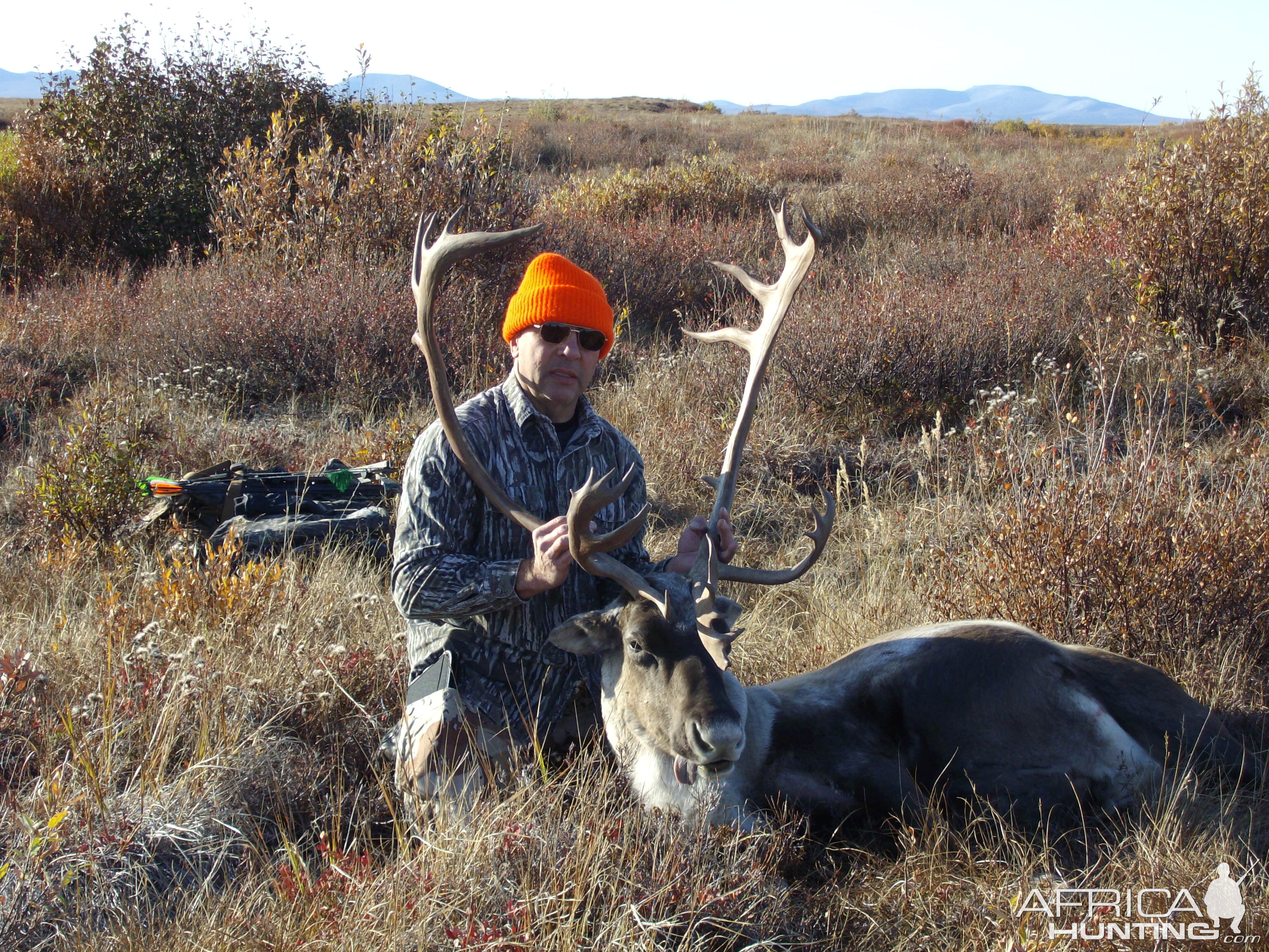 Adak, AK -Caribou