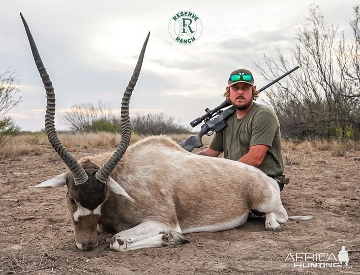 Addax Bull Hunt Texas