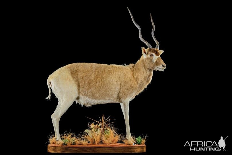 Addax Full Mount