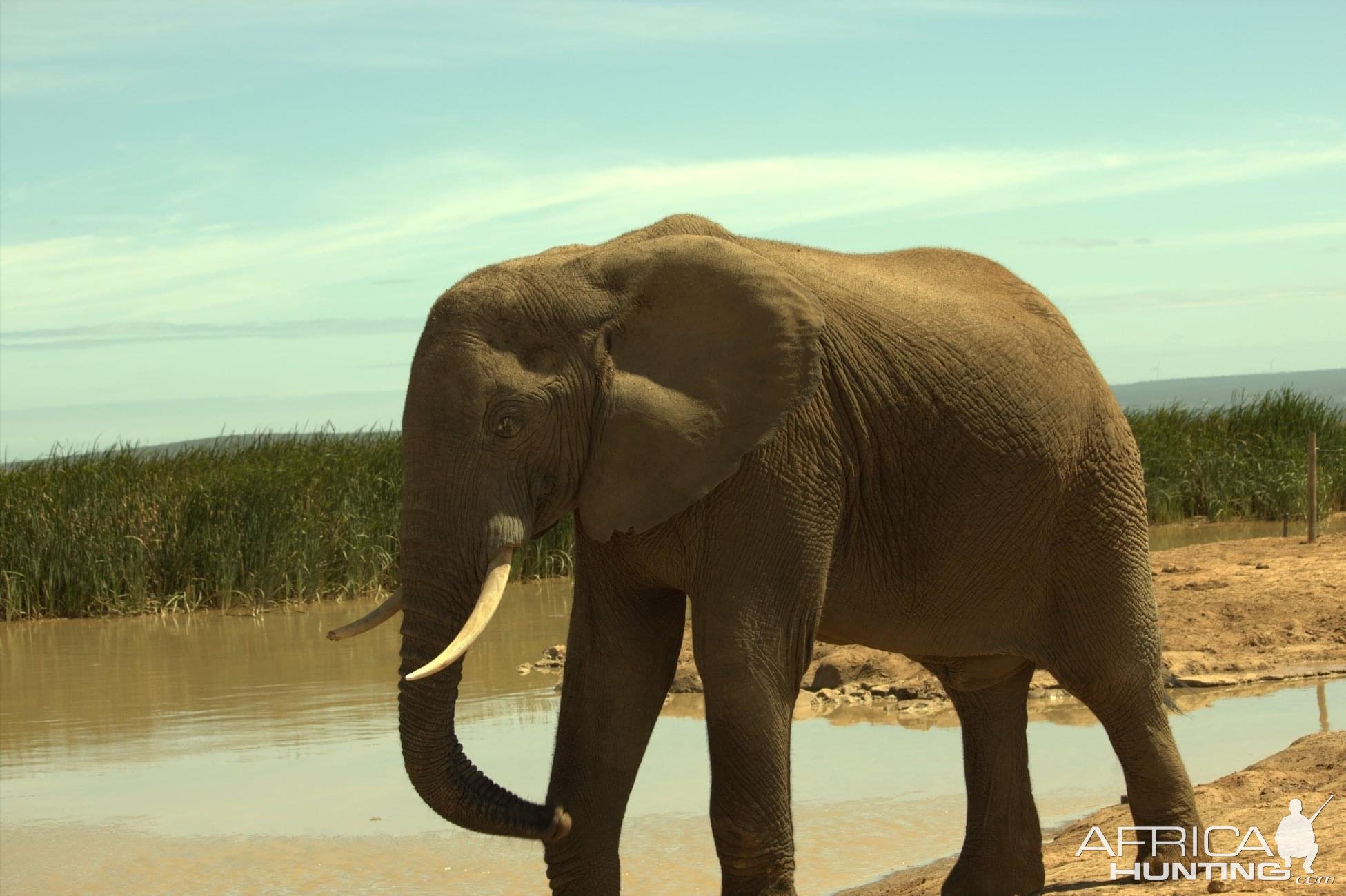 Addo National Elephant Park