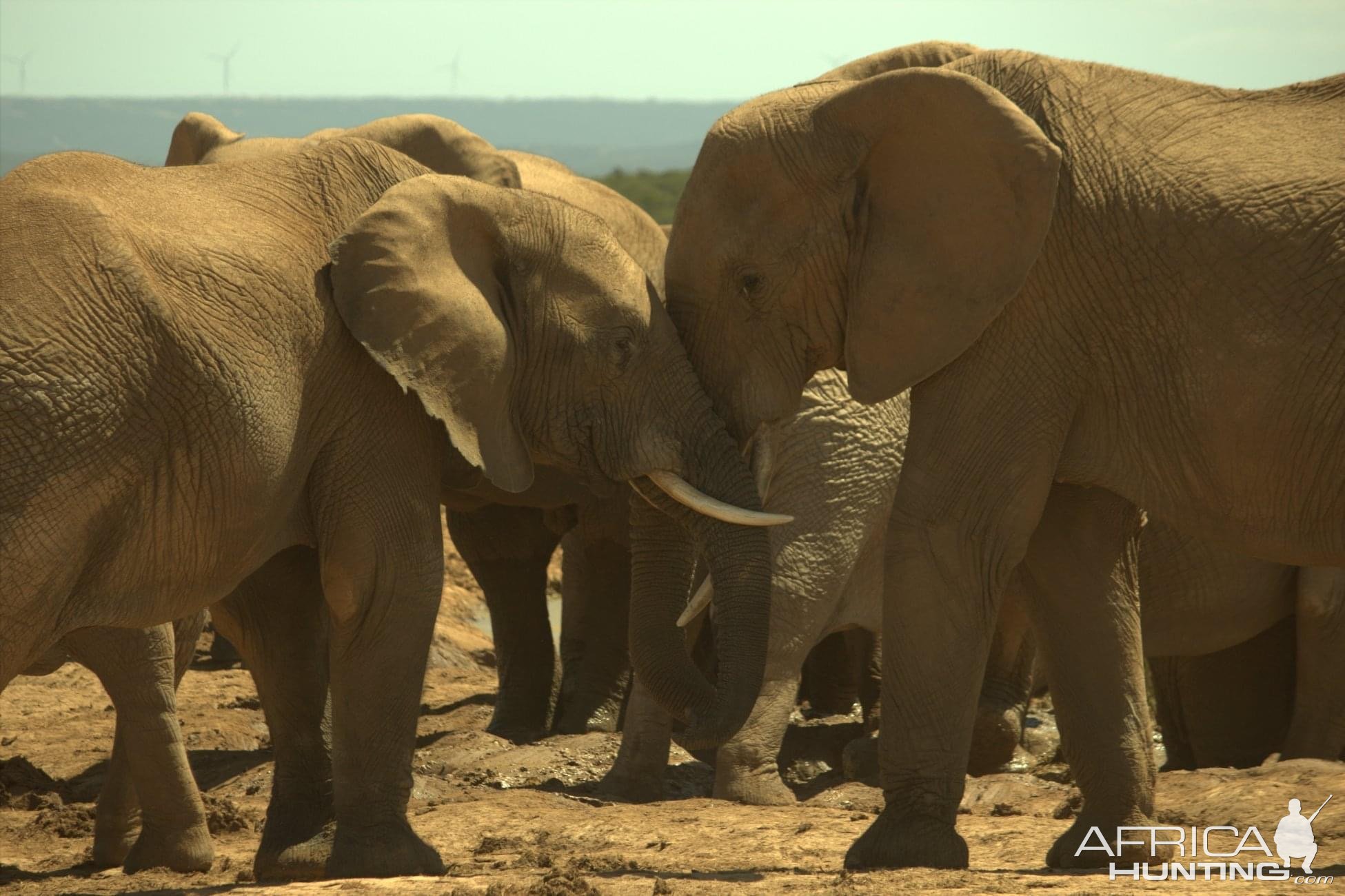 Addo National Elephant Park