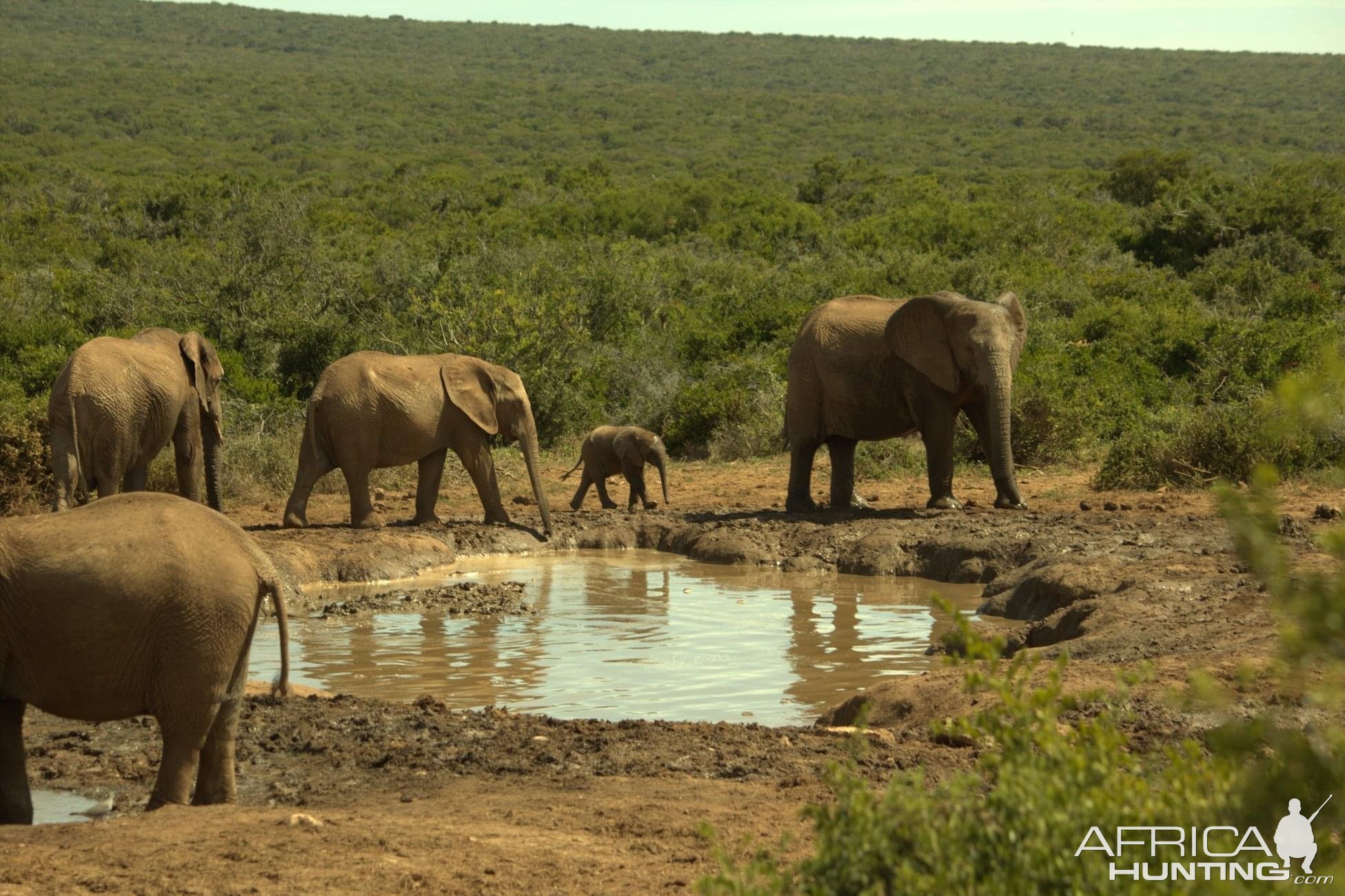 Addo National Elephant Park