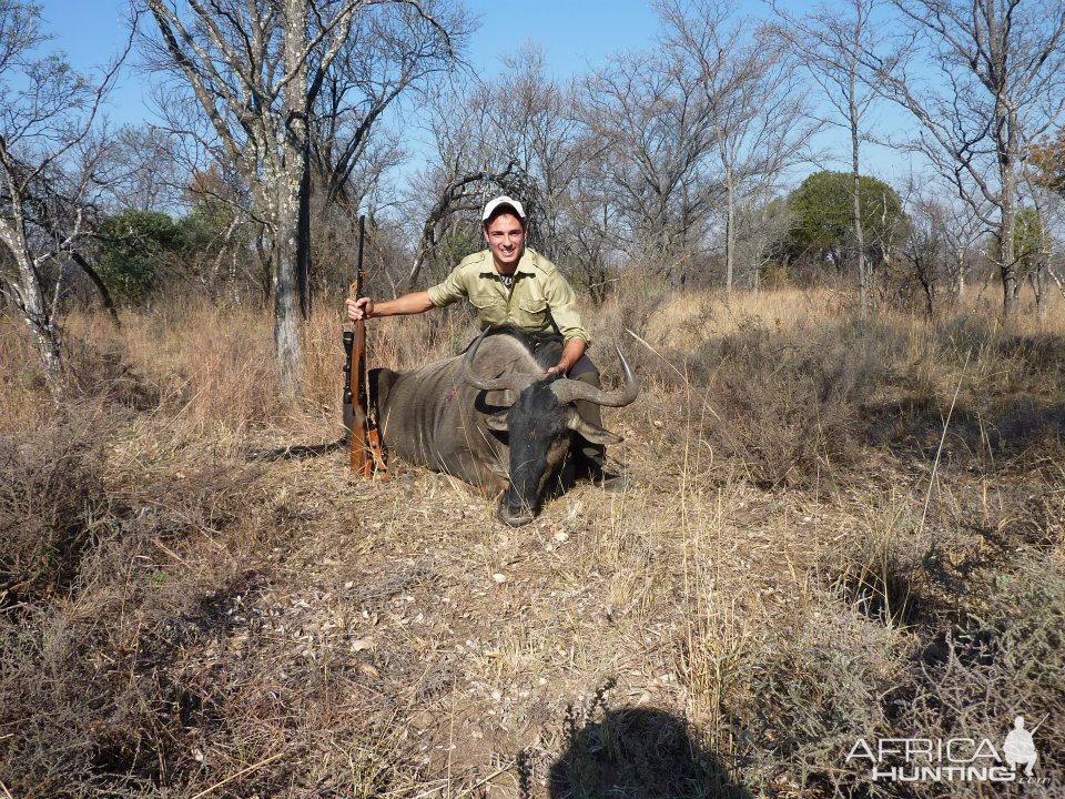 Africa 2011, Blue Wildebeest