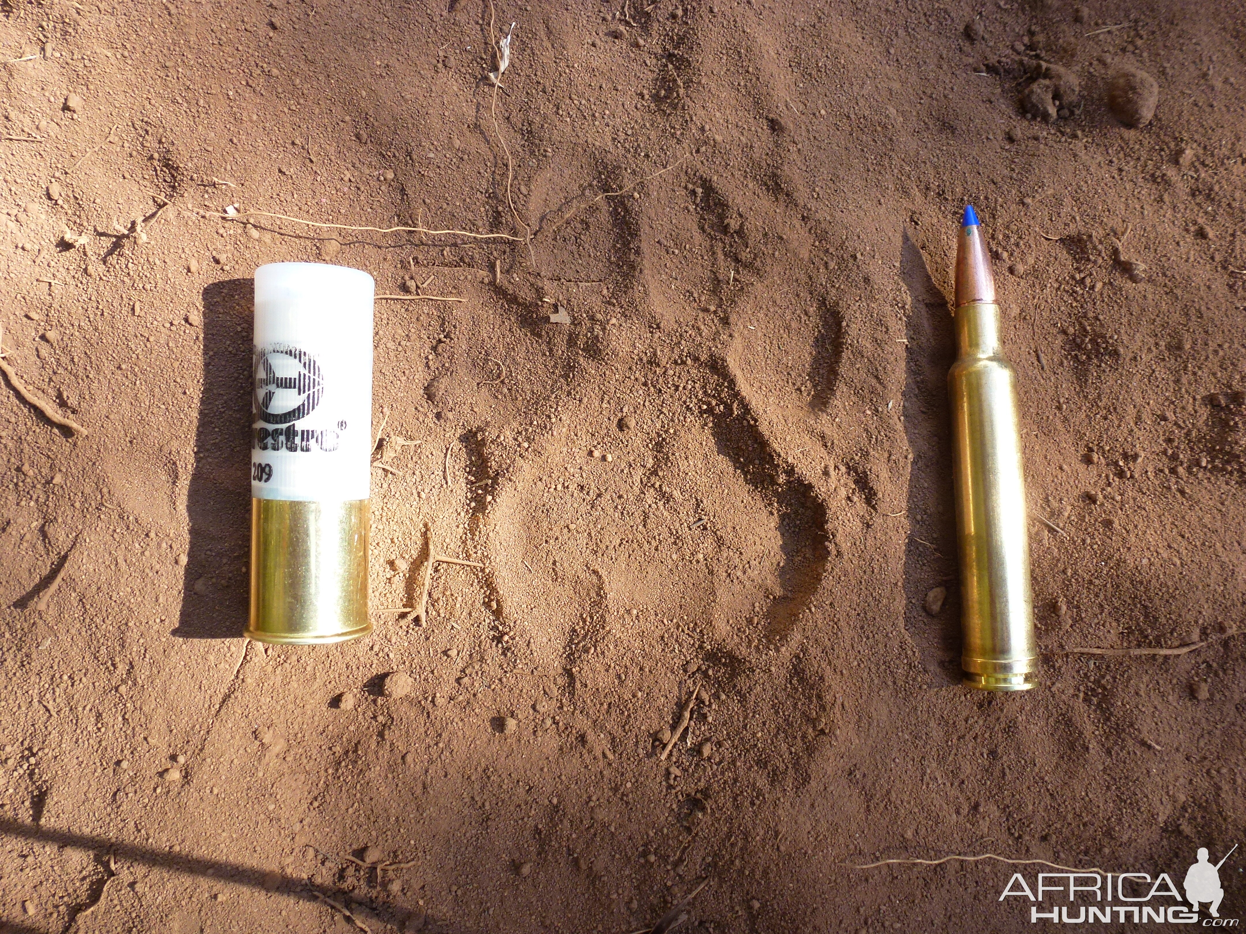 Africa 2013, Leopard track between 12 gauge and 300 Wby