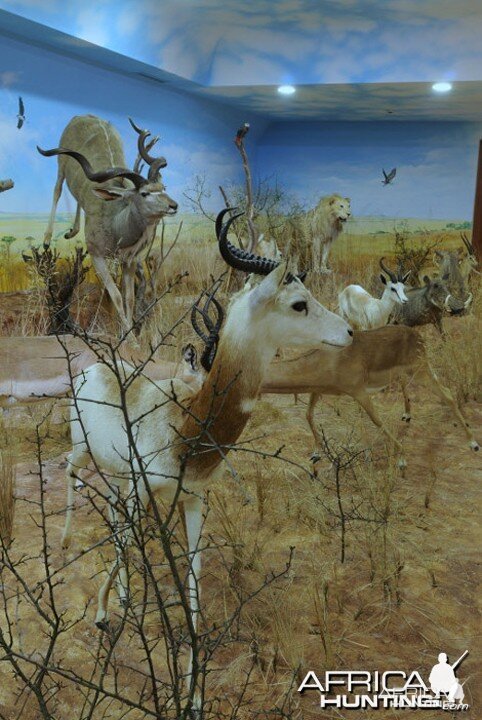 Africa Diorama at the Keszthely Hunting Museum by Bela Hidvegi