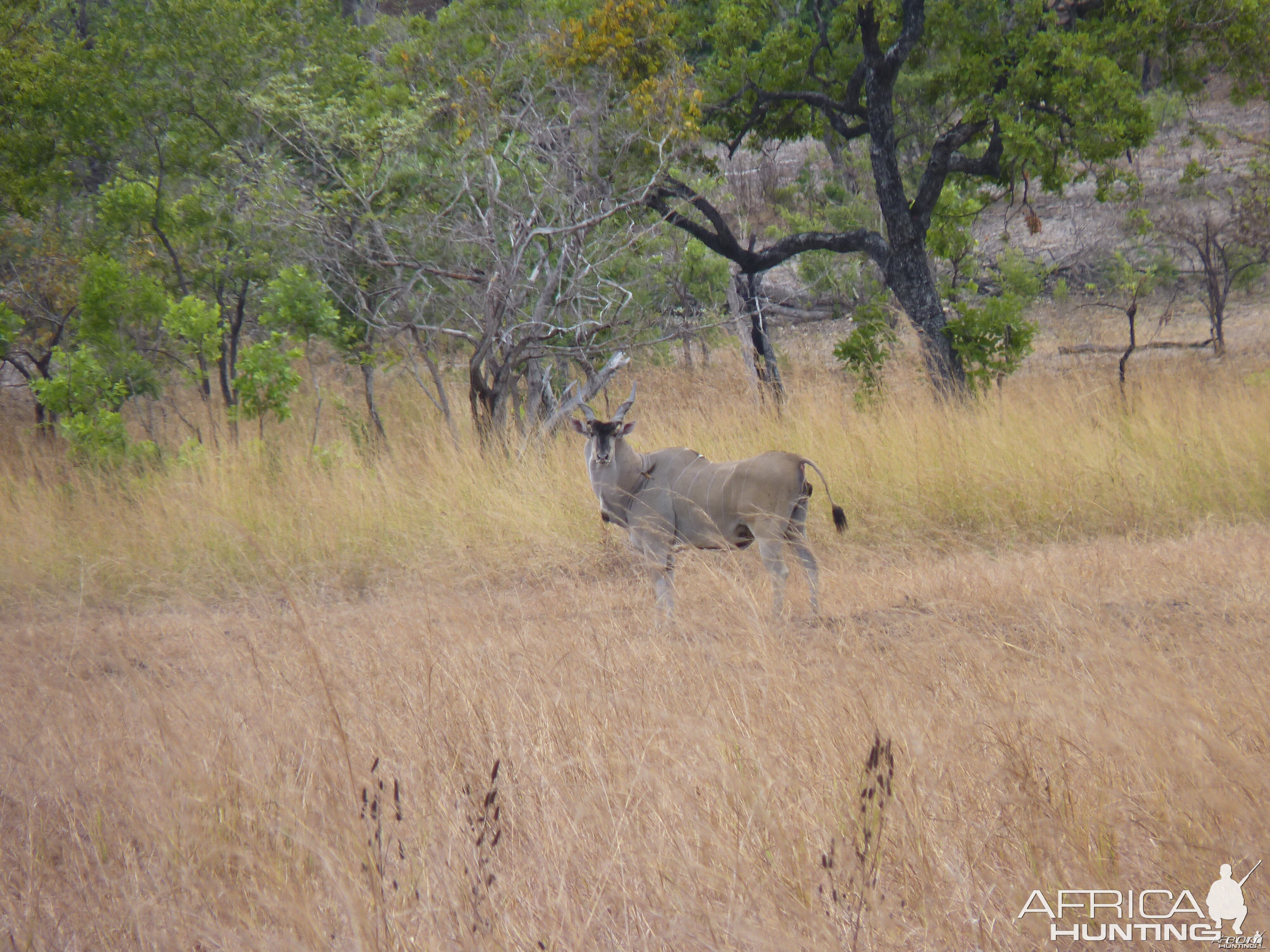 africa-hunts