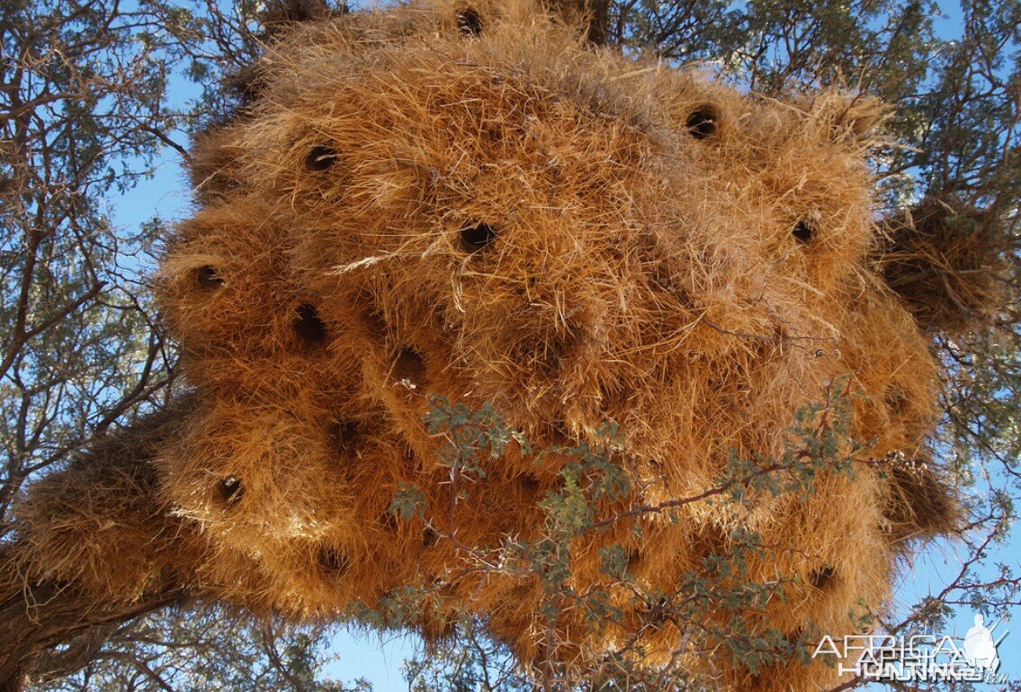 Africa Namibia Bird Nest