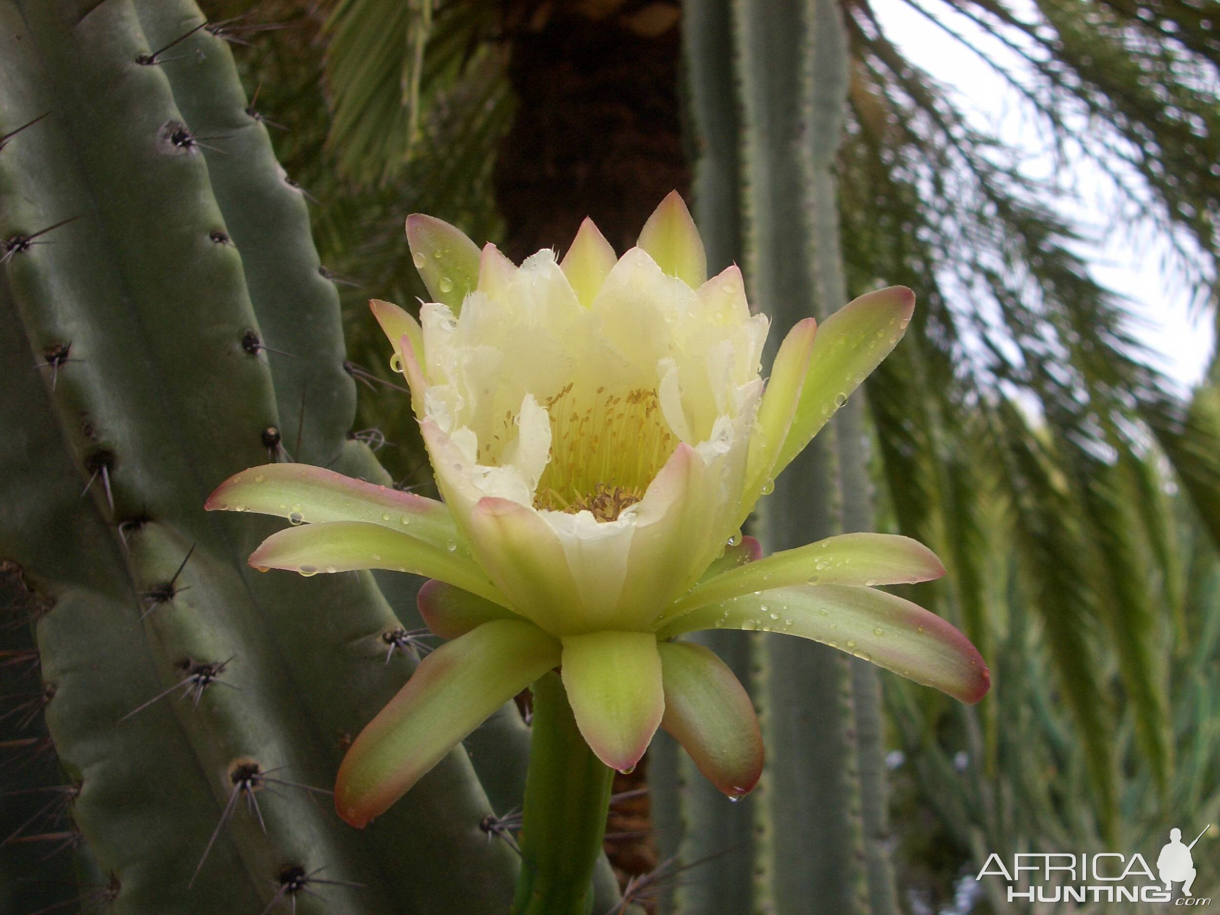 Africa Namibia Cactus Flower