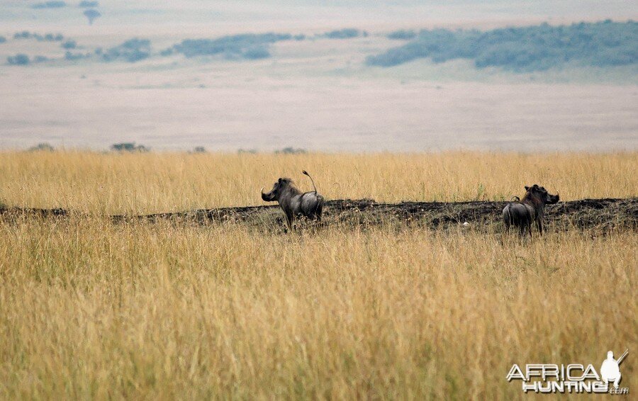 Africa namibia Warthogs