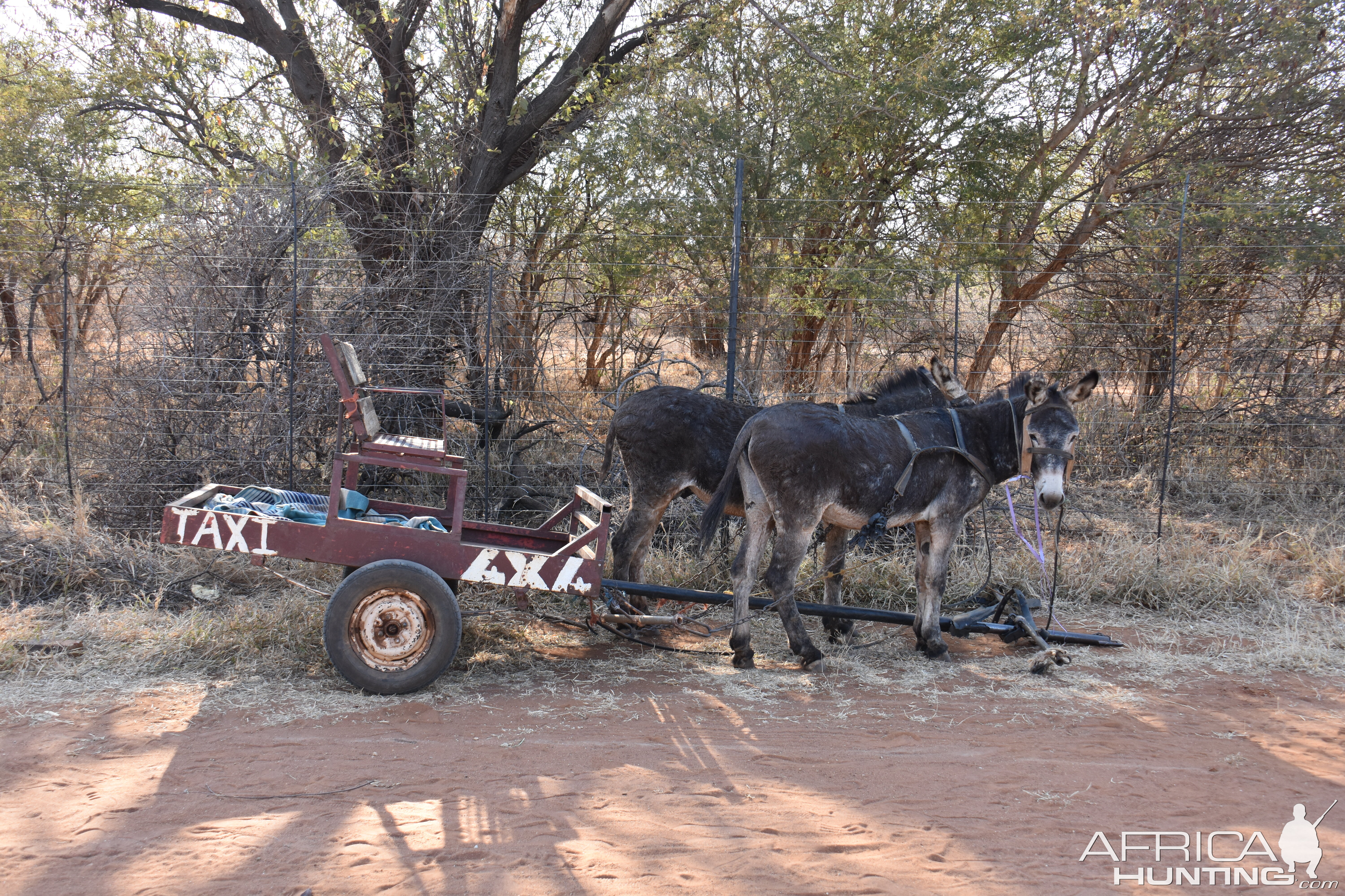 Africa Taxi