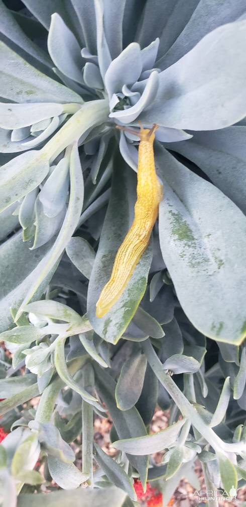 African Banana Slug