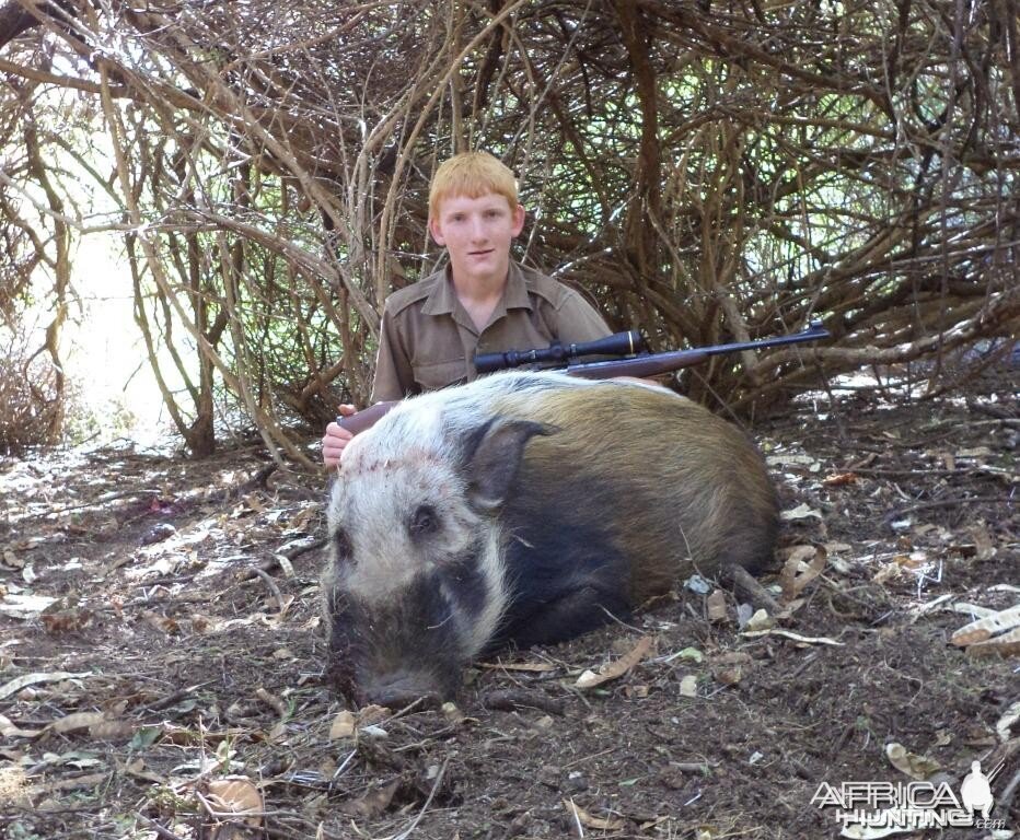 African Bushpig shot at King's Kloof