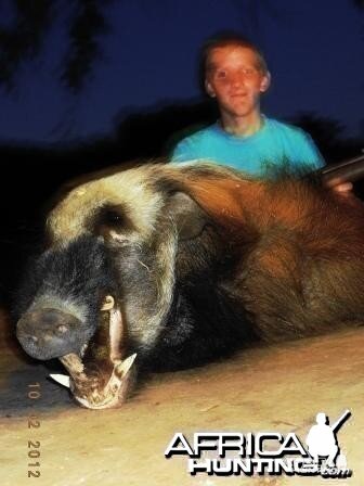 African Bushpig