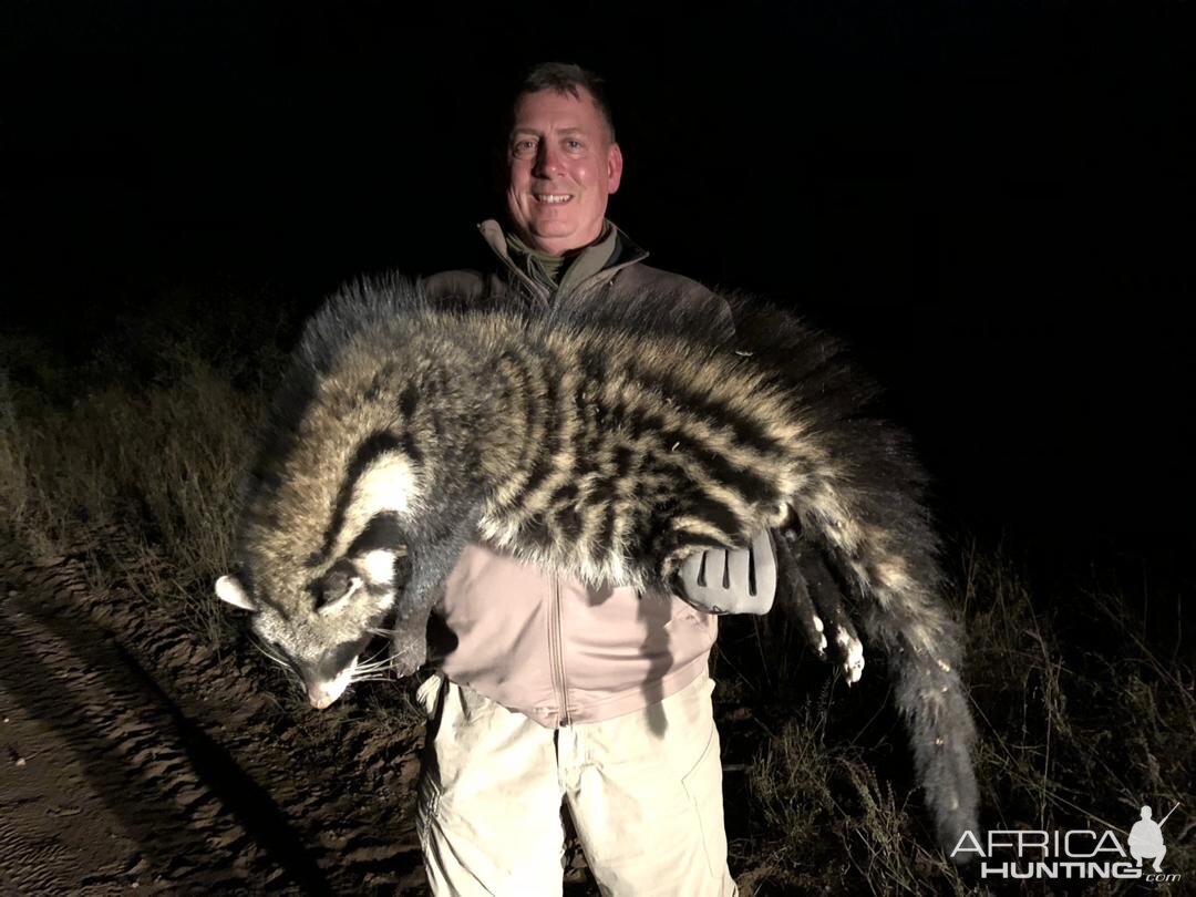 African Civet Hunt in Zimbabwe