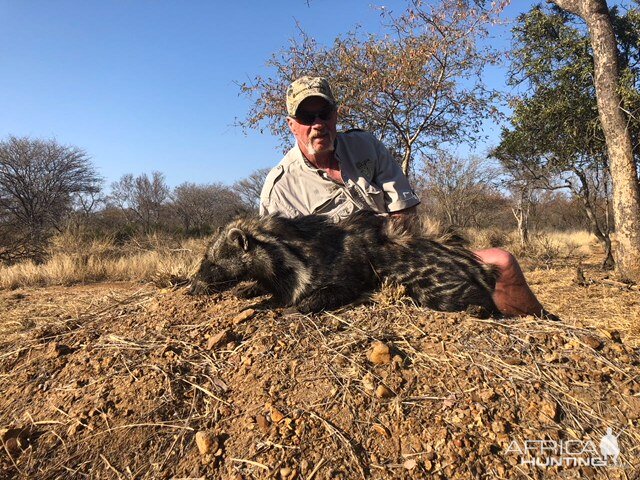 African Civet Hunting South Africa