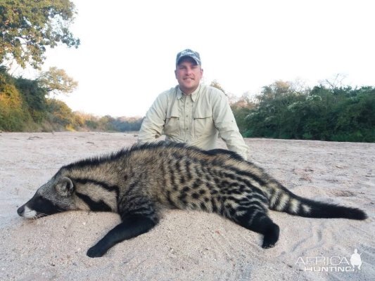 African Civet Hunting Zimbabwe