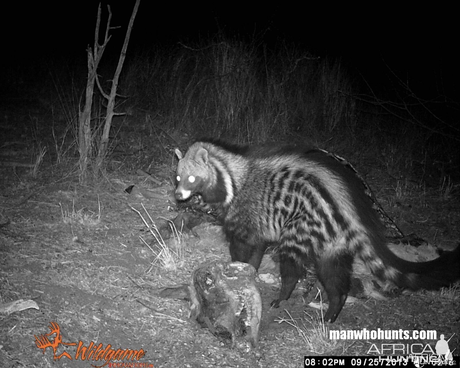 African Civet trailcamera