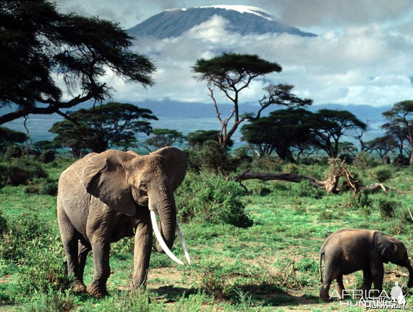 African Elephants