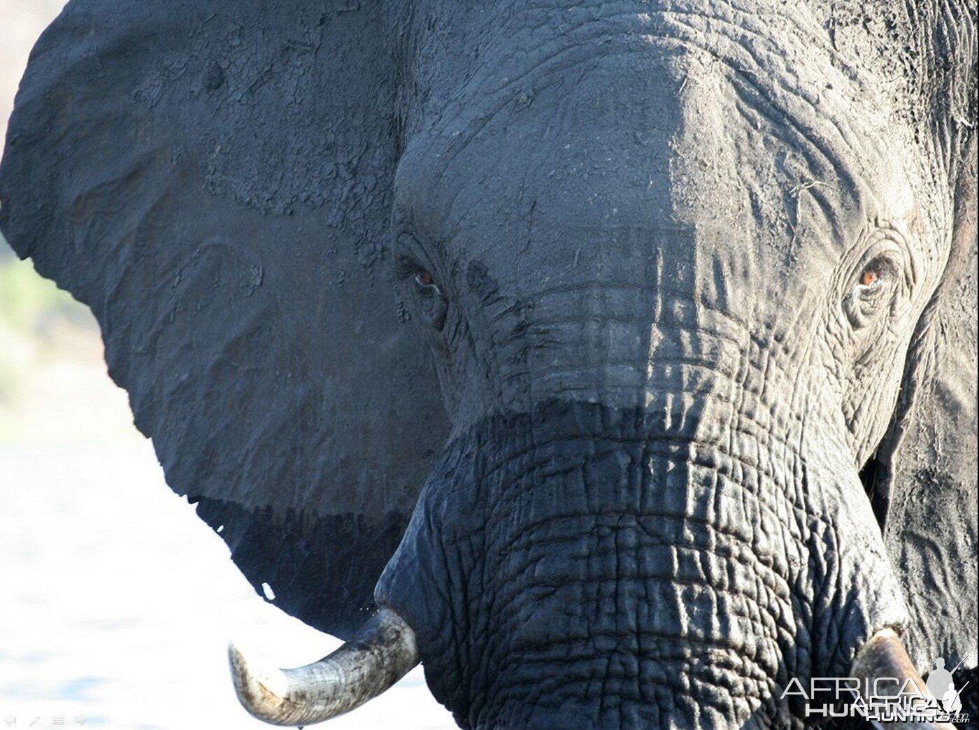 African Elephants