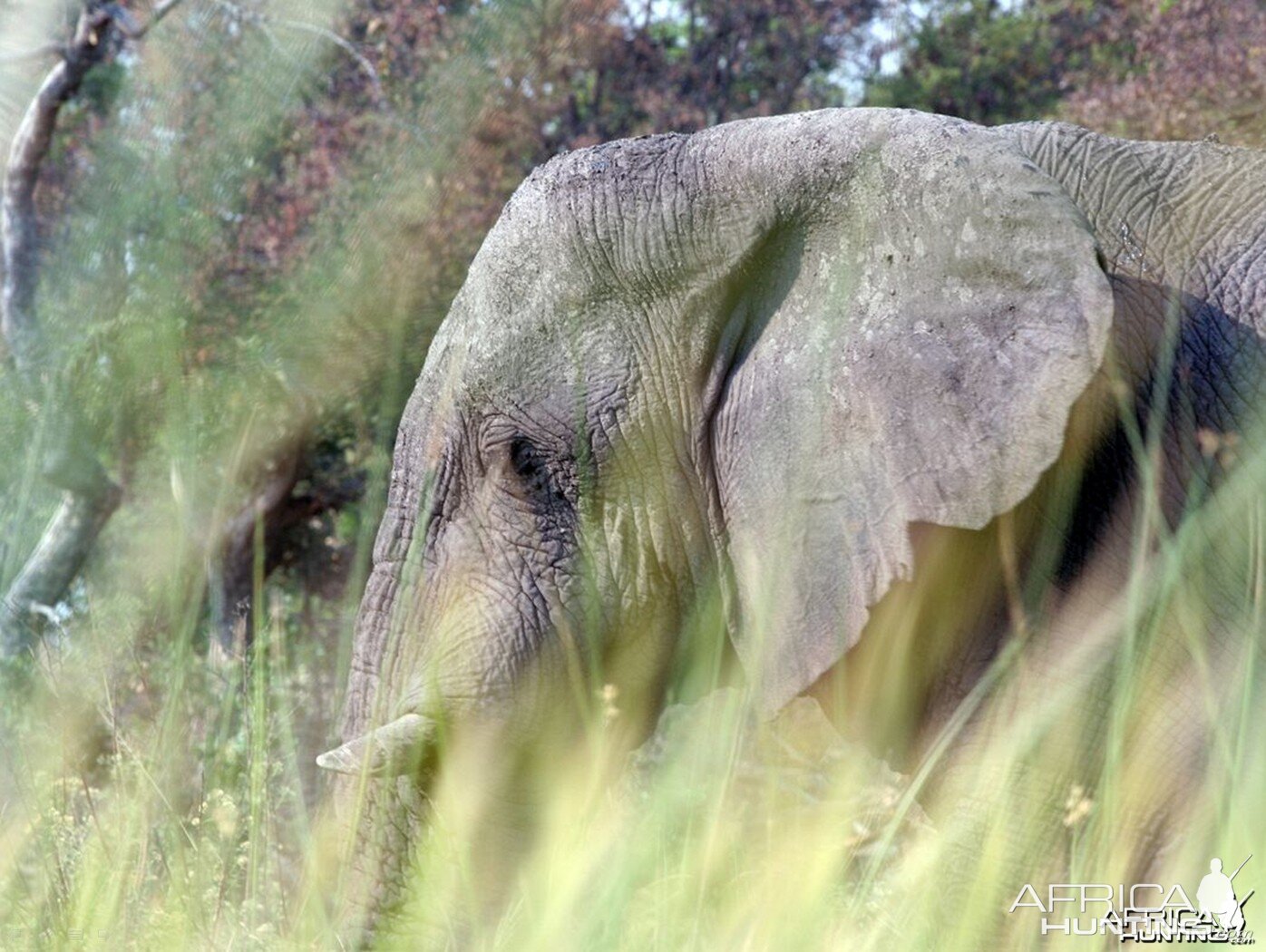 African Elephants