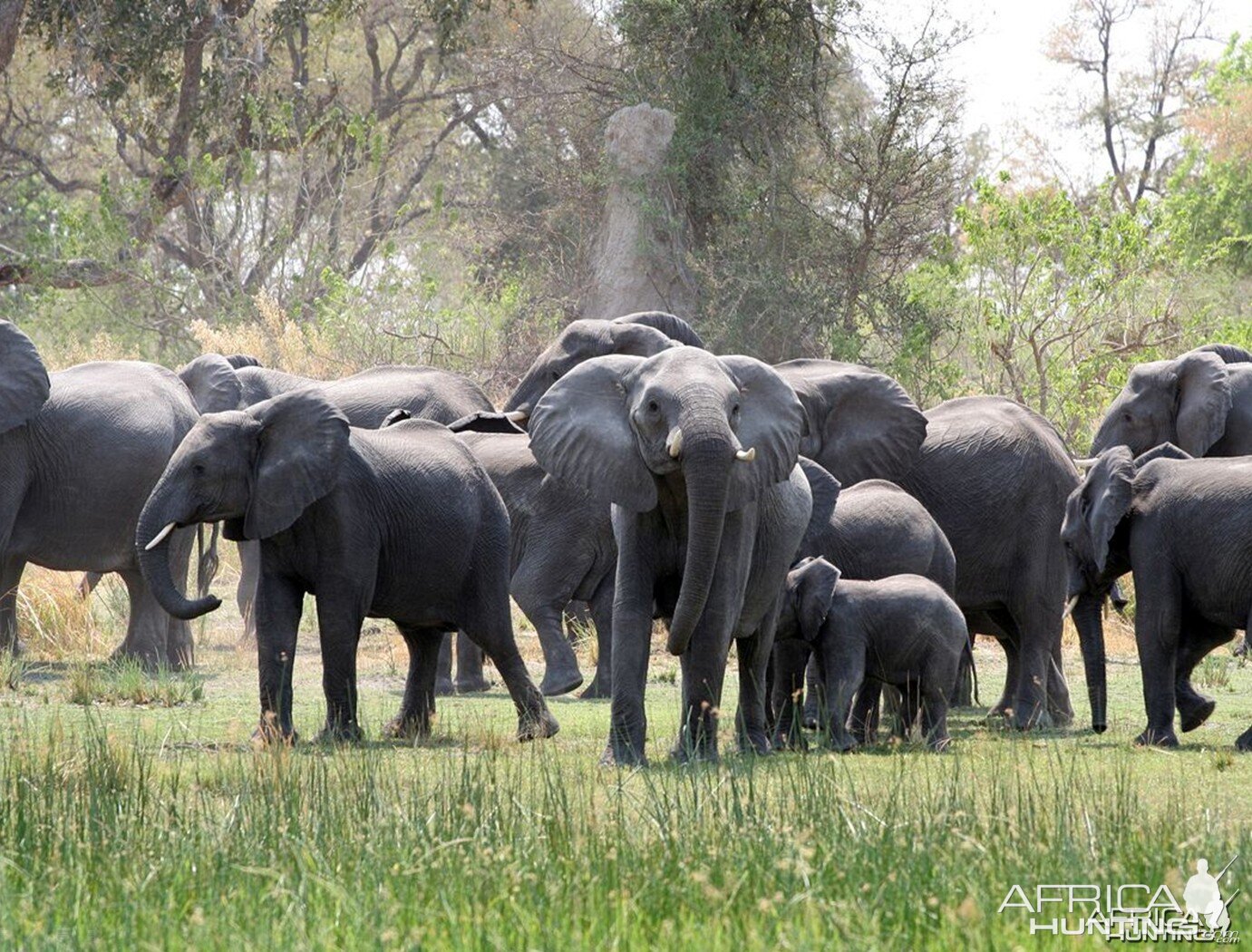 African Elephants