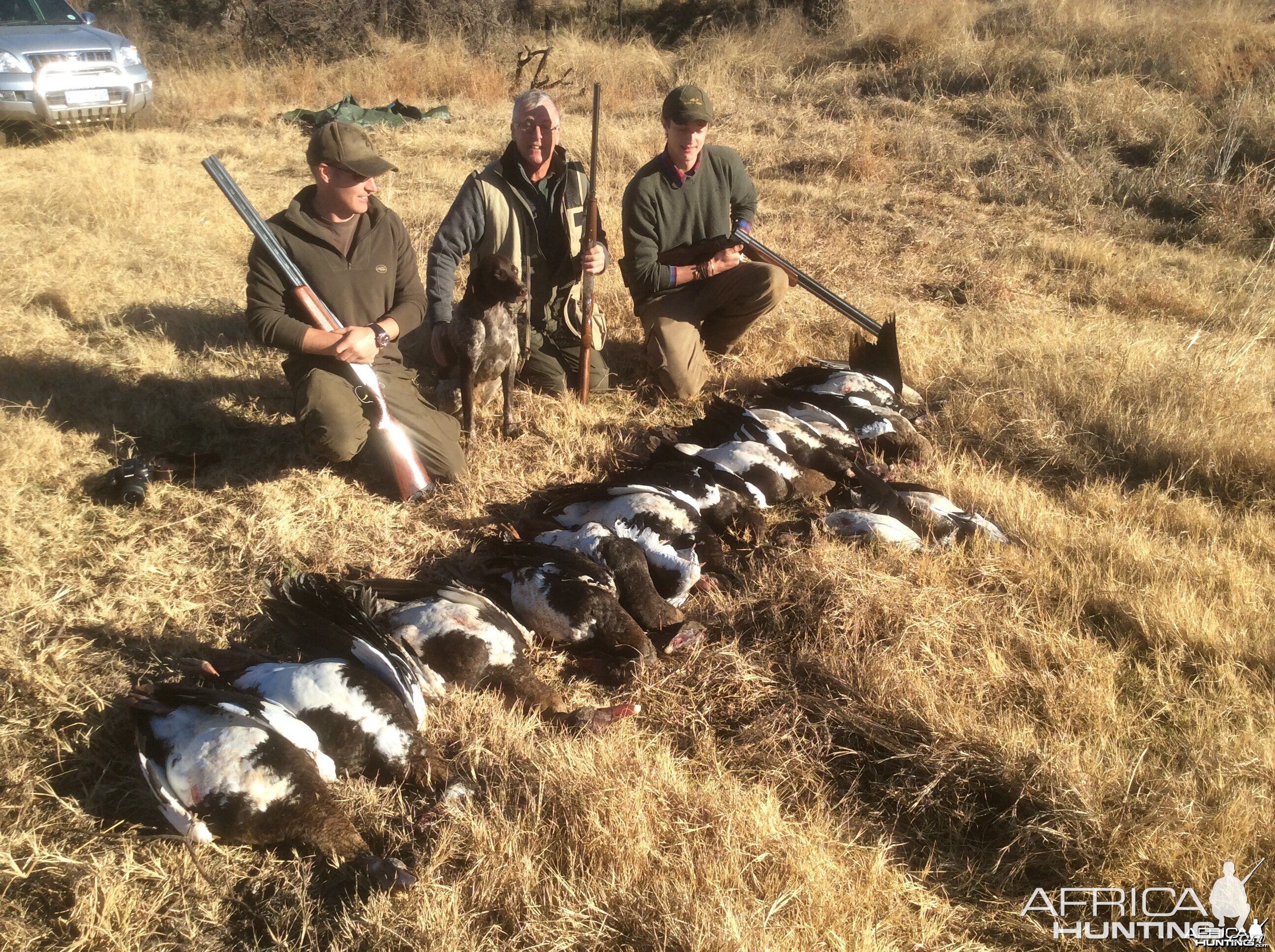 African Geese