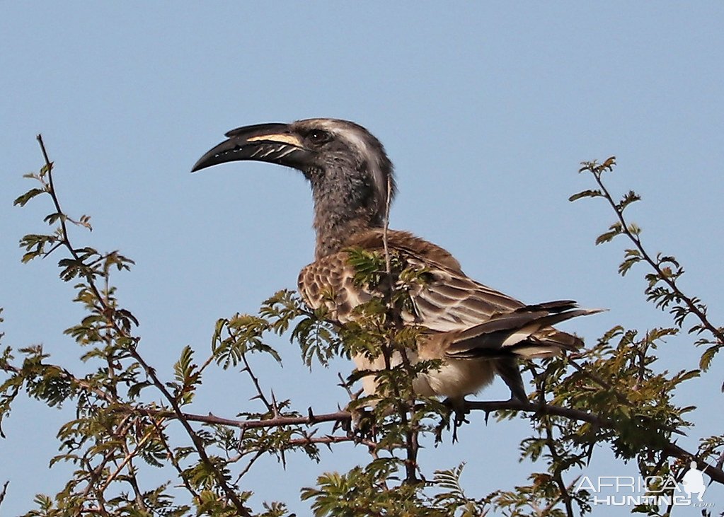 African Grey Bornbill South Africa