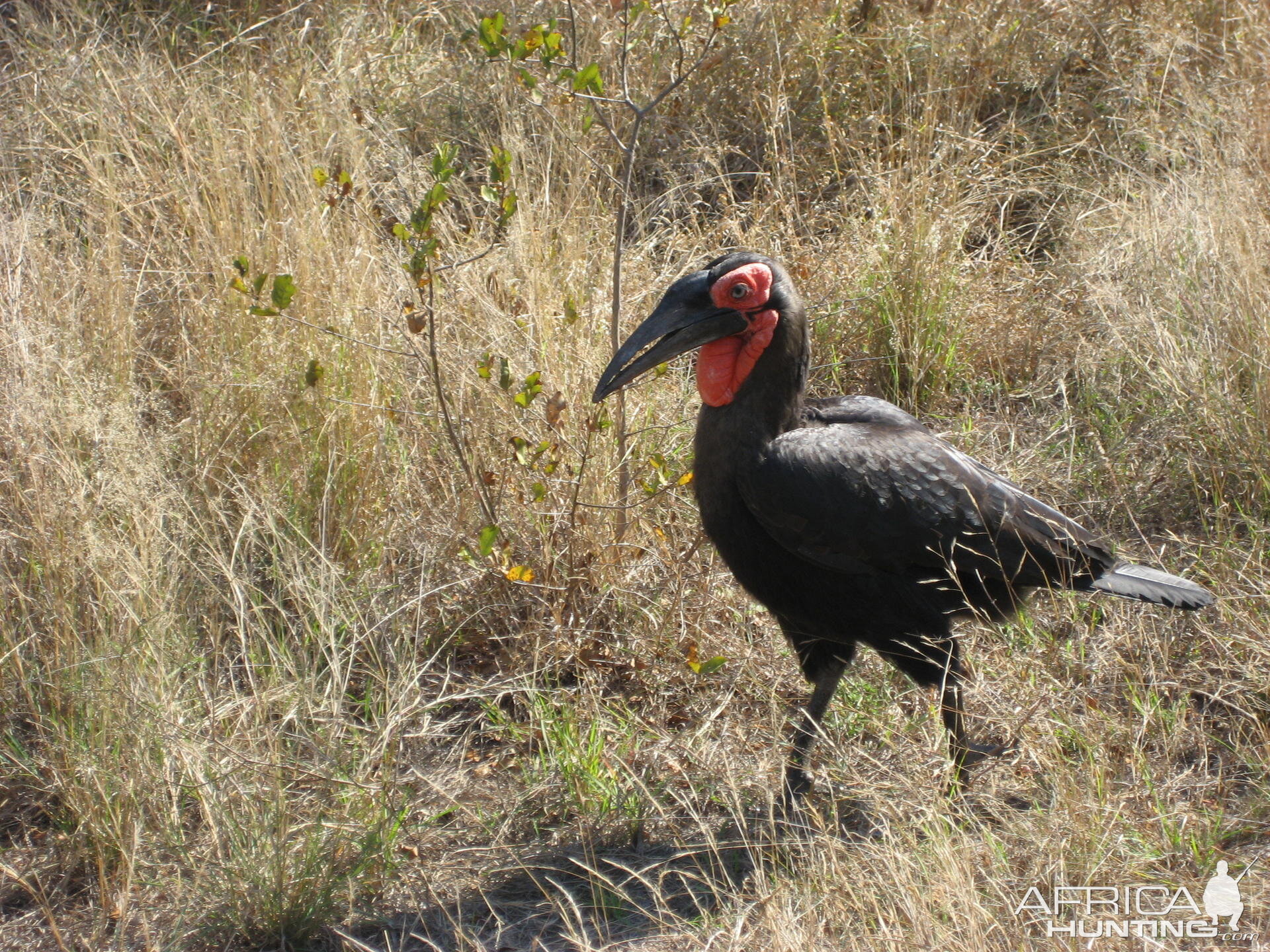 African Ground Hornbill South Africa