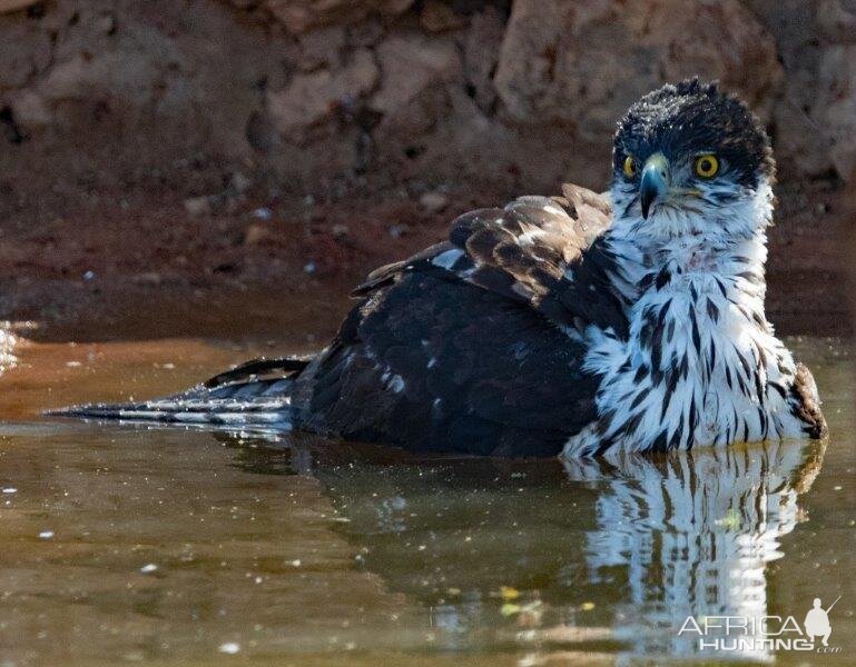 African Hawk South Africa