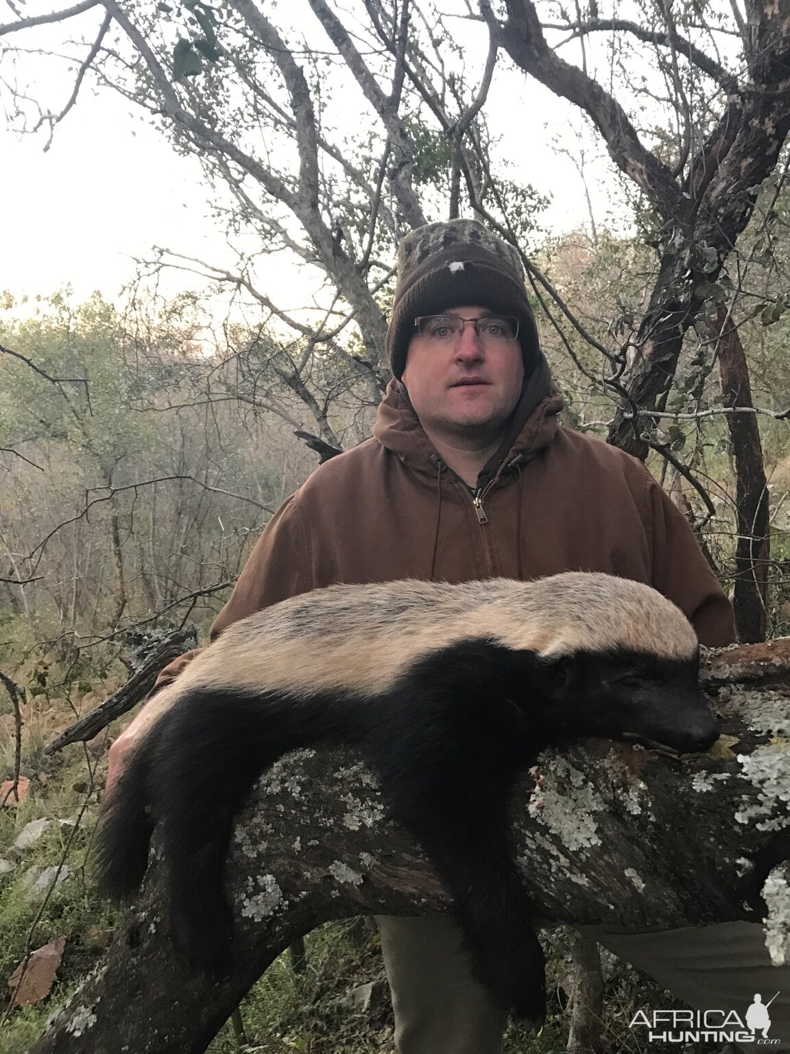 African Honey Badger Hunt South Africa