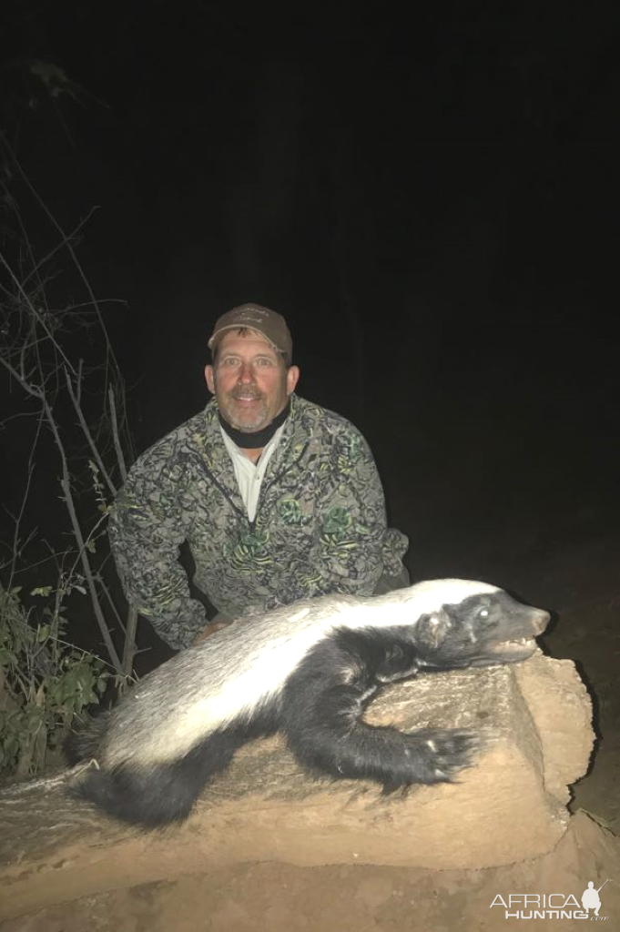 African Honey Badger Hunting South Africa