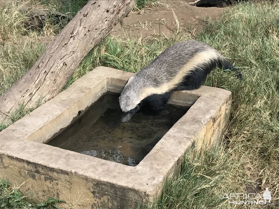 African Honey Badger South Africa