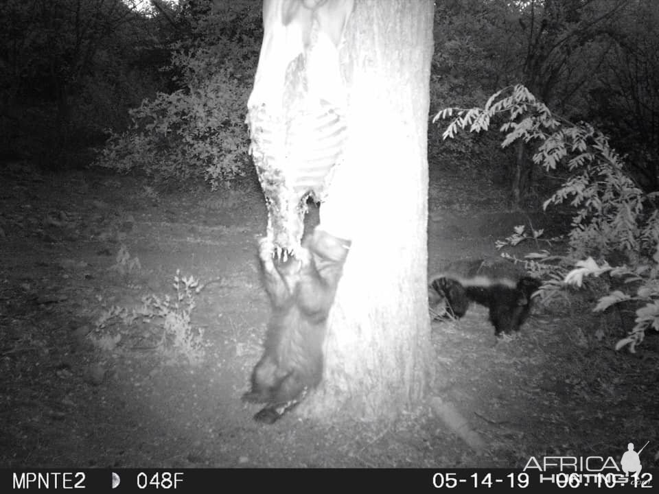 African Honey Badger Trail Cam Pictures South Africa