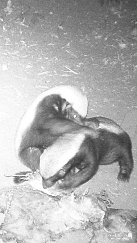 African Honey Badger Trail Cam Pictures South Africa