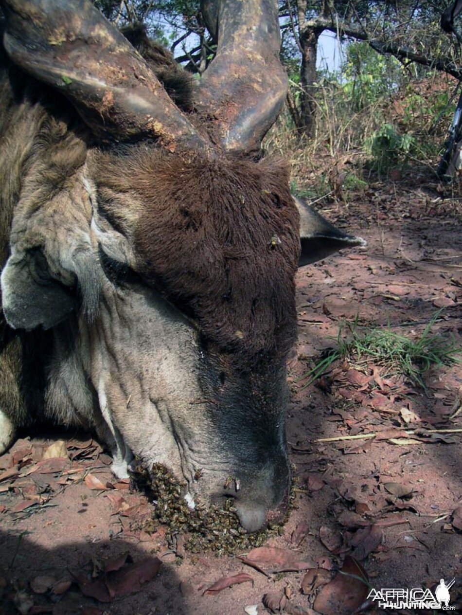 African Killer bees around the elandâ€™s nose