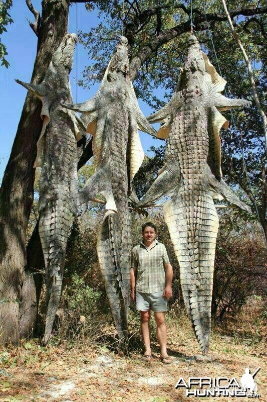 African killer crocs