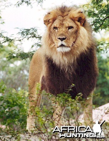 African Lion